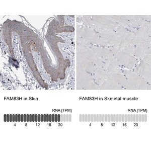 Merck Anti-FAM83H antibody produced in rabbit
