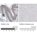 Merck Anti-FAM83H antibody produced in rabbit