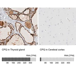 Merck Anti-CPQ antibody produced in rabbit