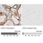 Merck Anti-CPQ antibody produced in rabbit