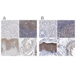 Merck Anti-BICD2 antibody produced in rabbit