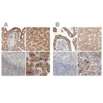 Merck Anti-HDHD3 antibody produced in rabbit