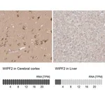 Merck Anti-WIPF2 antibody produced in rabbit