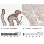 Merck Anti-SLC38A10 antibody produced in rabbit