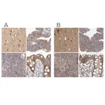 Merck Anti-TSPOAP1 antibody produced in rabbit