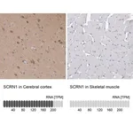 Merck Anti-SCRN1 antibody produced in rabbit