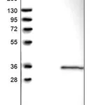 Merck Anti-GINS4 antibody produced in rabbit