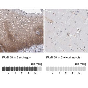 Merck Anti-FAM83H antibody produced in rabbit