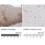 Merck Anti-FAM83H antibody produced in rabbit