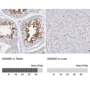Merck Anti-ADAM2 antibody produced in rabbit