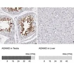 Merck Anti-ADAM2 antibody produced in rabbit