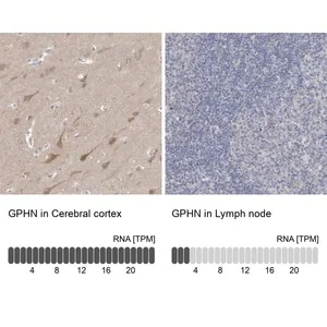 Merck Anti-GPHN antibody produced in rabbit