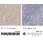 Merck Anti-GPHN antibody produced in rabbit