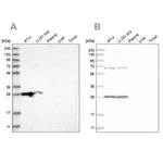 Merck Anti-MRPL10 antibody produced in rabbit