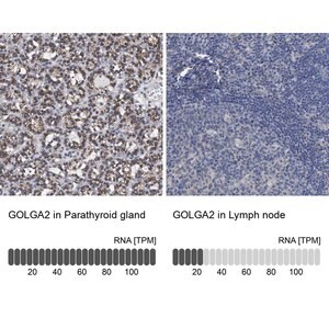 Merck Anti-GOLGA2 antibody produced in rabbit