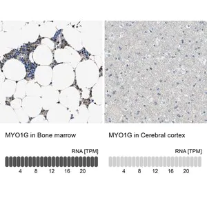 Merck Anti-MYO1G antibody produced in rabbit