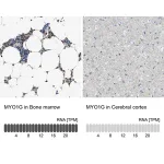 Merck Anti-MYO1G antibody produced in rabbit