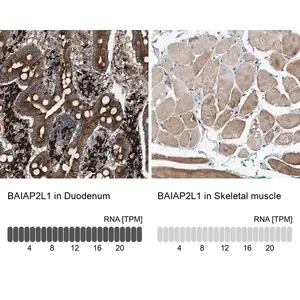 Merck Anti-BAIAP2L1 antibody produced in rabbit