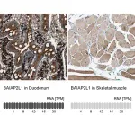 Merck Anti-BAIAP2L1 antibody produced in rabbit