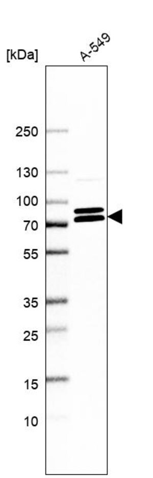 Merck Anti-KIFC3 antibody produced in rabbit