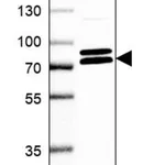 Merck Anti-KIFC3 antibody produced in rabbit