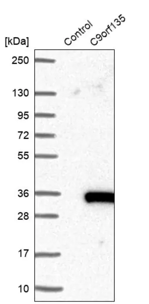 Merck Anti-C9orf135 antibody produced in rabbit