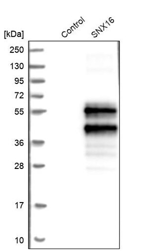 Merck Anti-SNX16 antibody produced in rabbit