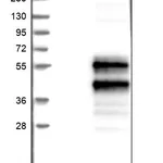 Merck Anti-SNX16 antibody produced in rabbit