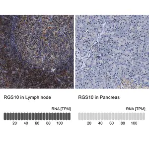 Merck Anti-RGS10 antibody produced in rabbit