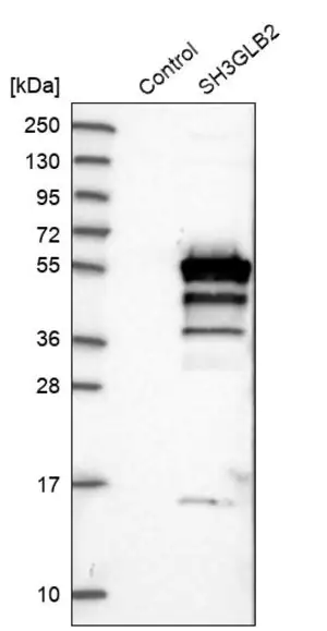 Merck Anti-SH3GLB2 antibody produced in rabbit