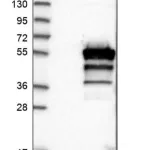 Merck Anti-SH3GLB2 antibody produced in rabbit