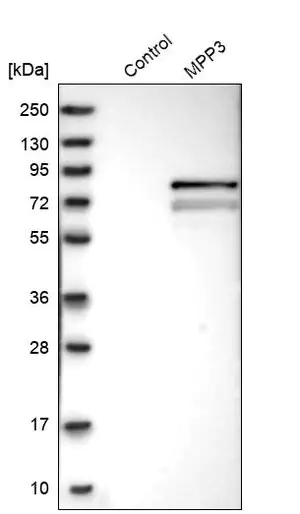 Merck Anti-MPP3 antibody produced in rabbit