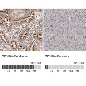 Merck Anti-VPS28 antibody produced in rabbit
