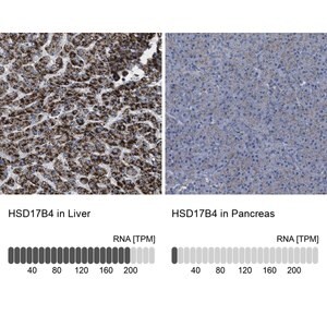 Merck Anti-HSD17B4 antibody produced in rabbit