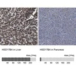 Merck Anti-HSD17B4 antibody produced in rabbit