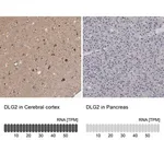 Merck Anti-DLG2 antibody produced in rabbit