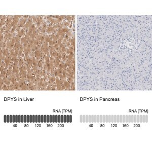 Merck Anti-DPYS antibody produced in rabbit