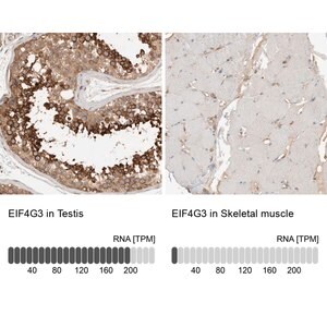 Merck Anti-EIF4G3 antibody produced in rabbit