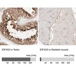 Merck Anti-EIF4G3 antibody produced in rabbit
