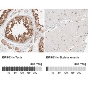 Merck Anti-EIF4G3 antibody produced in rabbit