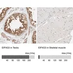 Merck Anti-EIF4G3 antibody produced in rabbit