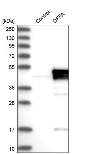 Merck Anti-DFFA antibody produced in rabbit