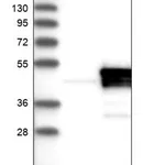 Merck Anti-DFFA antibody produced in rabbit