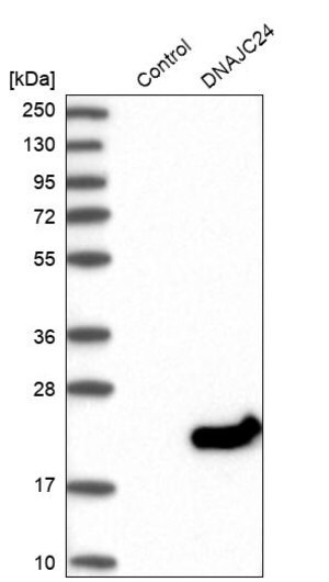 Merck Anti-DNAJC24 antibody produced in rabbit