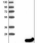 Merck Anti-DNAJC24 antibody produced in rabbit