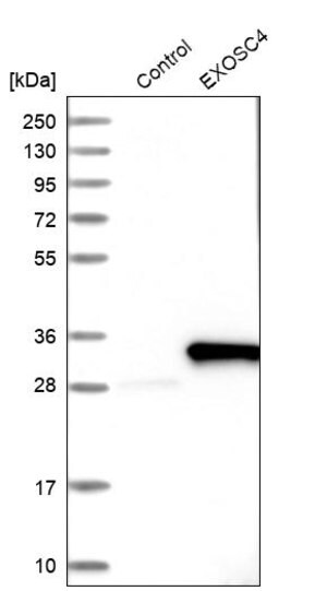 Merck Anti-EXOSC4 antibody produced in rabbit