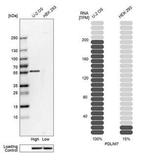 Merck Anti-PDLIM7 antibody produced in rabbit