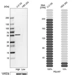 Merck Anti-PDLIM7 antibody produced in rabbit