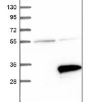 Merck Anti-RNF141 antibody produced in rabbit