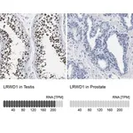 Merck Anti-LRWD1 antibody produced in rabbit
